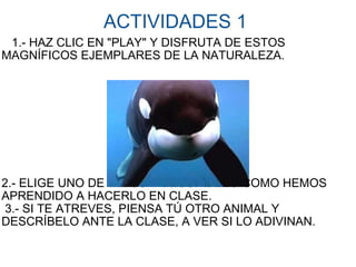 ACTIVIDADES 1       1.- HAZ CLIC EN "PLAY" Y DISFRUTA DE ESTOS MAGNÍFICOS EJEMPLARES DE LA NATURALEZA. 2.- ELIGE UNO DE ELLOS Y DESCRÍBELO COMO HEMOS APRENDIDO A HACERLO EN CLASE.   3.- SI TE ATREVES, PIENSA TÚ OTRO ANIMAL Y DESCRÍBELO ANTE LA CLASE, A VER SI LO ADIVINAN. 
