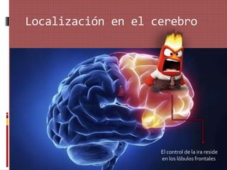 Localización en el cerebro
El control de la ira reside
en los lóbulos frontales
 