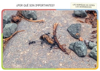 ¿POR QUÉ SON IMPORTANTES?
©edebé
LAS HORMIGAS SE COMEN
LOS DESPERDICIOS
©edebé
 