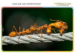 ¿POR QUÉ SON IMPORTANTES?
©edebé
LAS HORMIGAS SE COMEN
LOS DESPERDICIOS
©edebé
 