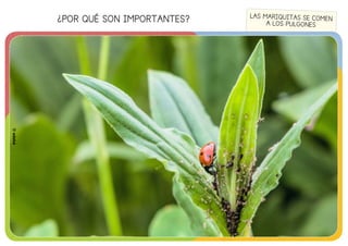 ¿POR QUÉ SON IMPORTANTES?
©edebé
LAS MARIQUITAS SE COMEN
A LOS PULGONES
©edebé
 