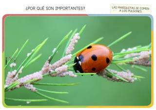 ¿POR QUÉ SON IMPORTANTES?
©edebé
LAS MARIQUITAS SE COMEN
A LOS PULGONES
©edebé
 