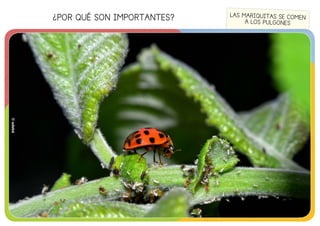 ¿POR QUÉ SON IMPORTANTES?
©edebé
LAS MARIQUITAS SE COMEN
A LOS PULGONES
©edebé
 