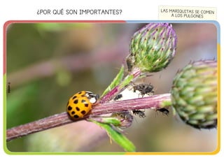 ¿POR QUÉ SON IMPORTANTES?
©edebé
LAS MARIQUITAS SE COMEN
A LOS PULGONES
©edebé
 