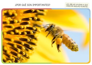 ¿POR QUÉ SON IMPORTANTES?
©edebé
LAS ABEJAS AYUDAN A QUE
CREZCAN NUEVAS PLANTAS
©edebé
 