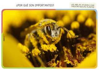 ¿POR QUÉ SON IMPORTANTES?
©edebé
LAS ABEJAS AYUDAN A QUE
CREZCAN NUEVAS PLANTAS
©edebé
 