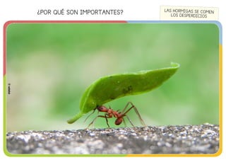 ¿POR QUÉ SON IMPORTANTES?
©edebé
LAS HORMIGAS SE COMEN
LOS DESPERDICIOS
©edebé
 