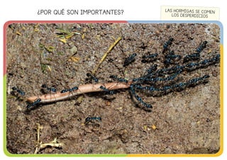¿POR QUÉ SON IMPORTANTES?
©edebé
LAS HORMIGAS SE COMEN
LOS DESPERDICIOS
©edebé
 
