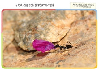 ¿POR QUÉ SON IMPORTANTES?
©edebé
LAS HORMIGAS SE COMEN
LOS DESPERDICIOS
©edebé
 