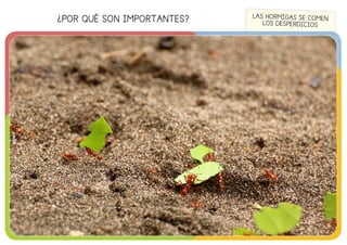 ¿POR QUÉ SON IMPORTANTES?
©edebé
LAS HORMIGAS SE COMEN
LOS DESPERDICIOS
©edebé
 