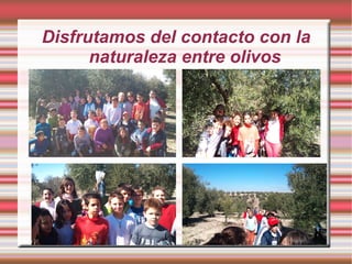 Actividades en el área de  Lengua Investigar en Internet sobre el olivo. 