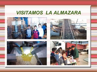 PLAN DE TRABAJO DEL  PROYECTO Con la participación del alumnado elaboramos la secuencia de  ACTIVIDADES  para la realización del proyecto: En el área de  Conocimiento del Medio : Visualizar un Power Point sobre la recolección de la aceituna. 