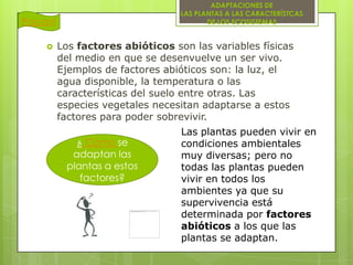 ADAPTACIONES DE
LAS PLANTAS A LAS CARACTERÍSTCAS
DE LOS ECOSISTEMAS

Pag.ant


Los factores abióticos son las variables físicas
del medio en que se desenvuelve un ser vivo.
Ejemplos de factores abióticos son: la luz, el
agua disponible, la temperatura o las
características del suelo entre otras. Las
especies vegetales necesitan adaptarse a estos
factores para poder sobrevivir.
¿ Cómo se
adaptan las
plantas a estos
factores?

Las plantas pueden vivir en
condiciones ambientales
muy diversas; pero no
todas las plantas pueden
vivir en todos los
ambientes ya que su
supervivencia está
determinada por factores
abióticos a los que las
plantas se adaptan.

 