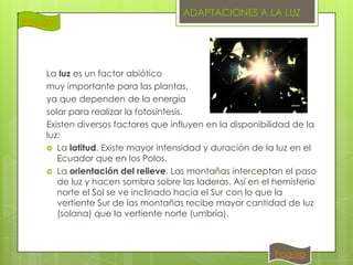 Pag.ant

ADAPTACIONES A LA LUZ

La luz es un factor abiótico
muy importante para las plantas,
ya que dependen de la energía
solar para realizar la fotosíntesis.
Existen diversos factores que influyen en la disponibilidad de la
luz:
 La latitud. Existe mayor intensidad y duración de la luz en el
Ecuador que en los Polos.
 La orientación del relieve. Las montañas interceptan el paso
de luz y hacen sombra sobre las laderas. Así en el hemisferio
norte el Sol se ve inclinado hacia el Sur con lo que la
vertiente Sur de las montañas recibe mayor cantidad de luz
(solana) que la vertiente norte (umbría).

Pag.sig

 