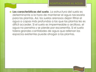 Pag.ant


ADAPTACIONES AL AGUA

Las características del suelo. La estructura del suelo es
determinante a la hora de mantener el agua necesaria
para las plantas. Así, los suelos arenosos dejan filtrar el
agua a capas más profundas a las que las plantas les es
difícil acceder. Si el suelo es impermeable o arcilloso, el
agua no penetra y se pierde por escorrentía. Si el suelo
tolera grandes cantidades de agua que rellenan los
espacios existentes puede ahogar a las plantas.

Pag.sig

 