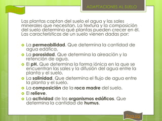 VOLVER

ADAPTACIONES AL SUELO

Las plantas captan del suelo el agua y las sales
minerales que necesitan. La textura y la composición
del suelo determina qué plantas pueden crecer en él.
Las características de un suelo vienen dadas por:









La permeabilidad. Que determina la cantidad de
agua edáfica.
La porosidad. Que determina la aireación y la
retención de agua.
El pH. Que determina la forma iónica en la que se
encuentran las sales y la difusión del agua entre la
planta y el suelo.
La salinidad. Que determina el flujo de agua entre
la planta y el suelo.
La composición de la roca madre del suelo.
El relieve.
La actividad de los organismos edáficos. Que
determina la cantidad de humus.
Pag.sig

 