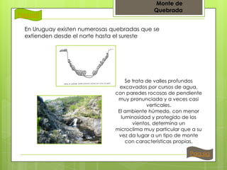 Pag.ant

Monte de
Quebrada

En Uruguay existen numerosas quebradas que se
extienden desde el norte hasta el sureste

Se trata de valles profundos
excavados por cursos de agua,
con paredes rocosas de pendiente
muy pronunciada y a veces casi
verticales.
El ambiente húmedo, con menor
luminosidad y protegido de los
vientos, determina un
microclima muy particular que a su
vez da lugar a un tipo de monte
con características propias.

Pag.sig

 