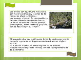 Pag.ant
Los árboles son aquí mucho más altos y
con mayores diámetros, con más de 20
metros de altura y diámetros
que superan el metro. Su composición es
también diferente, con predominancia
de varias especies de laureles, guaviyú,
palo de jabón, azoita cabalho y guayabo,
que se destacan por su tamaño.

Otra característica que lo diferencia de los demás tipos de monte
es que la vegetación se dispone en varios estratos en el plano
vertical.
En el estrato superior se ubican algunas de las especies
mencionadas en el párrafo anterior, con una altura promedio de
15 a 20 metros

Pag.sig

 