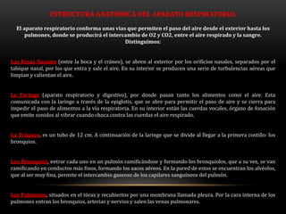 ESTRUCTURA ANATÓMICA DEL APARATO RESPIRATORIO.
El aparato respiratorio conforma unas vías que permiten el paso del aire desde el exterior hasta los
pulmones, donde se producirá el intercambio de O2 y CO2, entre el aire respirado y la sangre.
Distinguimos:
Las Fosas Nasales (entre la boca y el cráneo), se abren al exterior por los orificios nasales, separados por el
tabique nasal, por los que entra y sale el aire. En su interior se producen una serie de turbulencias aéreas que
limpian y calientan el aire.
La Faringe (aparato respiratorio y digestivo), por donde pasan tanto los alimentos como el aire. Esta
comunicada con la laringe a través de la epiglotis, que se abre para permitir el paso de aire y se cierra para
impedir el paso de alimentos a la vía respiratoria. En su interior están las cuerdas vocales, órgano de fonación
que emite sonidos al vibrar cuando choca contra las cuerdas el aire respirado.
La Tráquea, es un tubo de 12 cm. A continuación de la laringe que se divide al llegar a la primera costillo: los
bronquios.
Los Bronquios, entrar cada uno en un pulmón ramificándose y formando los bronquiolos, que a su vez, se van
ramificando en conductos más finos, formando los sacos aéreos. En la pared de estos se encuentran los alvéolos,
que al ser muy fina, permite el intercambio gaseoso de los capilares sanguíneos del pulmón.
Los Pulmones, situados en el tórax y recubiertos por una membrana llamada pleura. Por la cara interna de los
pulmones entran los bronquios, arterias y nervios y salen las venas pulmonares.
 