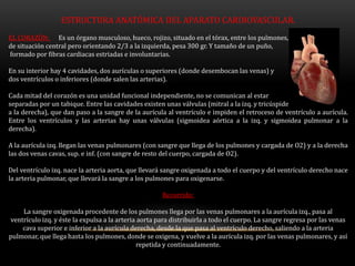 ESTRUCTURA ANATÓMICA DEL APARATO CARDIOVASCULAR.
EL CORAZÓN: Es un órgano musculoso, hueco, rojizo, situado en el tórax, entre los pulmones,
de situación central pero orientando 2/3 a la izquierda, pesa 300 gr. Y tamaño de un puño,
formado por fibras cardiacas estriadas e involuntarias.
En su interior hay 4 cavidades, dos aurículas o superiores (donde desembocan las venas) y
dos ventrículos o inferiores (donde salen las arterias).
Cada mitad del corazón es una unidad funcional independiente, no se comunican al estar
separadas por un tabique. Entre las cavidades existen unas válvulas (mitral a la izq. y tricúspide
a la derecha), que dan paso a la sangre de la aurícula al ventrículo e impiden el retroceso de ventrículo a aurícula.
Entre los ventrículos y las arterias hay unas válvulas (sigmoidea aórtica a la izq. y sigmoidea pulmonar a la
derecha).
A la aurícula izq. llegan las venas pulmonares (con sangre que llega de los pulmones y cargada de O2) y a la derecha
las dos venas cavas, sup. e inf. (con sangre de resto del cuerpo, cargada de O2).
Del ventrículo izq. nace la arteria aorta, que llevará sangre oxigenada a todo el cuerpo y del ventrículo derecho nace
la arteria pulmonar, que llevará la sangre a los pulmones para oxigenarse.
Recorrido:
La sangre oxigenada procedente de los pulmones llega por las venas pulmonares a la aurícula izq., pasa al
ventrículo izq. y éste la expulsa a la arteria aorta para distribuirla a todo el cuerpo. La sangre regresa por las venas
cava superior e inferior a la aurícula derecha, desde la que pasa al ventrículo derecho, saliendo a la arteria
pulmonar, que llega hasta los pulmones, donde se oxigena, y vuelve a la aurícula izq. por las venas pulmonares, y así
repetida y continuadamente.
 