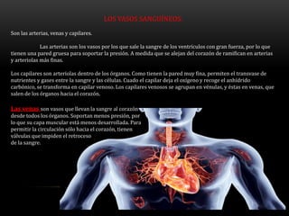 LOS VASOS SANGUÍNEOS:
Son las arterias, venas y capilares.
Las arterias son los vasos por los que sale la sangre de los ventrículos con gran fuerza, por lo que
tienen una pared gruesa para soportar la presión. A medida que se alejan del corazón de ramifican en arterias
y arteriolas más finas.
Los capilares son arteriolas dentro de los órganos. Como tienen la pared muy fina, permiten el transvase de
nutrientes y gases entre la sangre y las células. Cuado el capilar deja el oxígeno y recoge el anhídrido
carbónico, se transforma en capilar venoso. Los capilares venosos se agrupan en vénulas, y éstas en venas, que
salen de los órganos hacia el corazón.
Las venas son vasos que llevan la sangre al corazón
desde todos los órganos. Soportan menos presión, por
lo que su capa muscular está menos desarrollada. Para
permitir la circulación sólo hacia el corazón, tienen
válvulas que impiden el retroceso
de la sangre.
 