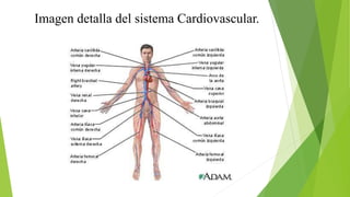 Imagen detalla del sistema Cardiovascular.
 