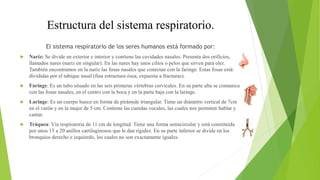 Estructura del sistema respiratorio.
El sistema respiratorio de los seres humanos está formado por:
 Nariz: Se divide en exterior e interior y contiene las cavidades nasales. Presenta dos orificios,
llamados nares (nariz en singular). En las nares hay unos cilios o pelos que sirven para oler.
También encontramos en la nariz las fosas nasales que conectan con la faringe. Estas fosas están
divididas por el tabique nasal (fina estructura ósea, expuesta a fracturas).
 Faringe: Es un tubo situado en las seis primeras vértebras cervicales. En su parte alta se comunica
con las fosas nasales, en el centro con la boca y en la parte baja con la laringe.
 Laringe: Es un cuerpo hueco en forma de pirámide triangular. Tiene un diámetro vertical de 7cm
en el varón y en la mujer de 5 cm. Contiene las cuerdas vocales, las cuales nos permiten hablar y
cantar.
 Tráquea: Vía respiratoria de 11 cm de longitud. Tiene una forma semicircular y está constituida
por unos 15 a 20 anillos cartilaginosos que le dan rigidez. En su parte inferior se divide en los
bronquios derecho e izquierdo, los cuales no son exactamente iguales.
 