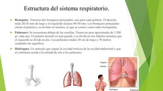 Estructura del sistema respiratorio.
 Bronquios: Tenemos dos bronquios principales, uno para cada pulmón. El derecho
mide 20-26 mm de largo y el izquierdo alcanza 40-50 mm. Los bronquios principales
entran al pulmón y se dividen en muchos, lo que se conoce como tubos bronquiales.
 Pulmones: Se encuentran debajo de las costillas. Tienen un peso aproximado de 1,300
gr. cada uno. El pulmón derecho es mas grande y se divide en tres lóbulos mientras que
el izquierdo se divide en dos. Los pulmones miden 30 cm de largo y 70 metros
cuadrados de superficie.
 Diafragma: Un músculo que separa la cavidad torácica de la cavidad abdominal y que
al contraerse ayuda a la entrada de aire a los pulmones.
 