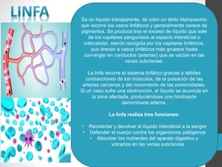 Es un líquido transparente, de color un tanto blanquecino
que recorre los vasos linfáticos y generalmente carece de
pigmentos. Se produce tras el exceso de líquido que sale
de los capilares sanguíneos al espacio intersticial o
intercelular, siendo recogida por los capilares linfáticos,
que drenan a vasos linfáticos más gruesos hasta
converger en conductos (arterias) que se vacían en las
venas subclavias.
La linfa recorre el sistema linfático gracias a débiles
contracciones de los músculos, de la pulsación de las
arterias cercanas y del movimiento de las extremidades.
Si un vaso sufre una obstrucción, el líquido se acumula en
la zona afectada, produciéndose una hinchazón
denominada edema.
La linfa realiza tres funciones:
• Recolectar y devolver el líquido intersticial a la sangre
• Defender el cuerpo contra los organismos patógenos
• Absorber los nutrientes del aparato digestivo y
volcarlos en las venas subclavias
 