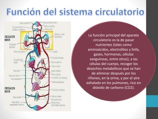 La función principal del aparato
circulatorio es la de pasar
nutrientes (tales como
aminoácidos, electrolitos y linfa,
gases, hormonas, células
sanguíneas, entre otros), a las
células del cuerpo, recoger los
desechos metabólicos que se han
de eliminar después por los
riñones, en la orina, y por el aire
exhalado en los pulmones, rico en
dióxido de carbono (CO2).
 