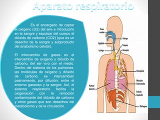 Es el encargado de captar
el oxígeno (O2) del aire e introducirlo
en la sangre y expulsar del cuerpo el
dióxido de carbono (CO2) (que es un
desecho de la sangre y subproducto
del anabolismo celular).
El intercambio de gases es el
intercambio de oxígeno y dióxido de
carbono, del ser vivo con el medio.
Dentro del sistema de los pulmones,
las moléculas de oxígeno y dióxido
de carbono se intercambian
pasivamente, por difusión, entre el
entorno gaseoso y la sangre. Así, el
sistema respiratorio facilita la
oxigenación con la remoción
contaminante del dióxido de carbono
y otros gases que son desechos del
metabolismo y de la circulación.
 