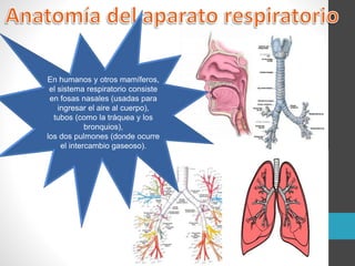 En humanos y otros mamíferos,
el sistema respiratorio consiste
en fosas nasales (usadas para
ingresar el aire al cuerpo),
tubos (como la tráquea y los
bronquios),
los dos pulmones (donde ocurre
el intercambio gaseoso).
 