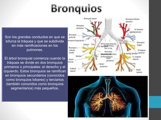 Son los grandes conductos en que se
bifurca la tráquea y que se subdivide
en más ramificaciones en los
pulmones.
El árbol bronquial comienza cuando la
tráquea se divide en dos bronquios
primarios o principales: el derecho y el
izquierdo. Estos bronquios se ramifican
en bronquios secundarios (conocidos
como bronquios lobares) y terciarios
(también conocidos como bronquios
segmentarios) más pequeños.
 