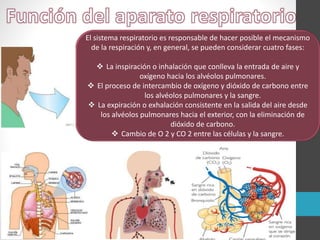 El sistema respiratorio es responsable de hacer posible el mecanismo
de la respiración y, en general, se pueden considerar cuatro fases:
 La inspiración o inhalación que conlleva la entrada de aire y
oxígeno hacia los alvéolos pulmonares.
 El proceso de intercambio de oxígeno y dióxido de carbono entre
los alvéolos pulmonares y la sangre.
 La expiración o exhalación consistente en la salida del aire desde
los alvéolos pulmonares hacia el exterior, con la eliminación de
dióxido de carbono.
 Cambio de O 2 y CO 2 entre las células y la sangre.
 