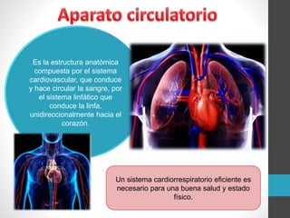 Es la estructura anatómica
compuesta por el sistema
cardiovascular, que conduce
y hace circular la sangre, por
el sistema linfático que
conduce la linfa,
unidireccionalmente hacia el
corazón.
Un sistema cardiorrespiratorio eficiente es
necesario para una buena salud y estado
físico.
 