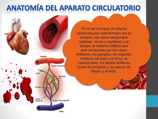 En el ser humano, el sistema
cardiovascular está formado por el
corazón, los vasos sanguíneos
(arterias, venas y capilares) y la
sangre, el sistema linfático que
está compuesto por los vasos
linfáticos, los ganglios, los órganos
linfáticos (el bazo y el timo), la
médula ósea, los tejidos linfáticos
(como la amígdala y las placas de
Peyer) y la linfa.
 