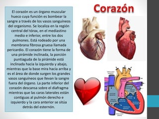 El corazón es un órgano muscular
hueco cuya función es bombear la
sangre a través de los vasos sanguíneos
del organismo. Se localiza en la región
central del tórax, en el mediastino
medio e inferior, entre los dos
pulmones. Está rodeado por una
membrana fibrosa gruesa llamada
pericardio. El corazón tiene la forma de
una pirámide inclinada, la porción
puntiaguda de la pirámide está
inclinada hacia la izquierda y abajo,
mientras que la base mira hacia arriba y
es el área de donde surgen los grandes
vasos sanguíneos que llevan la sangre
fuera del órgano. La parte inferior del
corazón descansa sobre el diafragma
mientras que las caras laterales están
contiguas al pulmón derecho e
izquierdo y la cara anterior se sitúa
detrás del esternón.
 