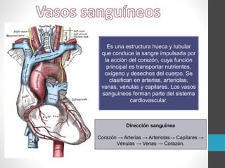 Es una estructura hueca y tubular
que conduce la sangre impulsada por
la acción del corazón, cuya función
principal es transportar nutrientes,
oxígeno y desechos del cuerpo. Se
clasifican en arterias, arteriolas,
venas, vénulas y capilares. Los vasos
sanguíneos forman parte del sistema
cardiovascular.
Dirección sanguínea
Corazón → Arterias → Arteriolas→ Capilares →
Vénulas → Venas → Corazón.
 