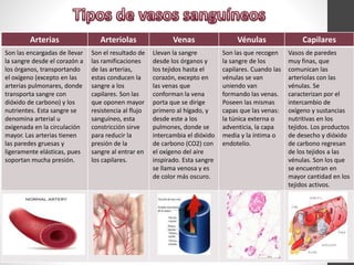 Arterias Arteriolas Venas Vénulas Capilares
Son las encargadas de llevar
la sangre desde el corazón a
los órganos, transportando
el oxígeno (excepto en las
arterias pulmonares, donde
transporta sangre con
dióxido de carbono) y los
nutrientes. Esta sangre se
denomina arterial u
oxigenada en la circulación
mayor. Las arterias tienen
las paredes gruesas y
ligeramente elásticas, pues
soportan mucha presión.
Son el resultado de
las ramificaciones
de las arterias,
estas conducen la
sangre a los
capilares. Son las
que oponen mayor
resistencia al flujo
sanguíneo, esta
constricción sirve
para reducir la
presión de la
sangre al entrar en
los capilares.
Llevan la sangre
desde los órganos y
los tejidos hasta el
corazón, excepto en
las venas que
conforman la vena
porta que se dirige
primero al hígado, y
desde este a los
pulmones, donde se
intercambia el dióxido
de carbono (CO2) con
el oxígeno del aire
inspirado. Esta sangre
se llama venosa y es
de color más oscuro.
Son las que recogen
la sangre de los
capilares. Cuando las
vénulas se van
uniendo van
formando las venas.
Poseen las mismas
capas que las venas:
la túnica externa o
adventicia, la capa
media y la íntima o
endotelio.
Vasos de paredes
muy finas, que
comunican las
arteriolas con las
vénulas. Se
caracterizan por el
intercambio de
oxígeno y sustancias
nutritivas en los
tejidos. Los productos
de desecho y dióxido
de carbono regresan
de los tejidos a las
vénulas. Son los que
se encuentran en
mayor cantidad en los
tejidos activos.
 