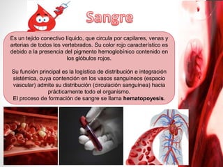 Es un tejido conectivo líquido, que circula por capilares, venas y
arterias de todos los vertebrados. Su color rojo característico es
debido a la presencia del pigmento hemoglobínico contenido en
los glóbulos rojos.
Su función principal es la logística de distribución e integración
sistémica, cuya contención en los vasos sanguíneos (espacio
vascular) admite su distribución (circulación sanguínea) hacia
prácticamente todo el organismo.
El proceso de formación de sangre se llama hematopoyesis.
 
