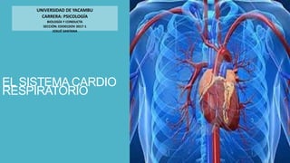 EL SISTEMA CARDIO
RESPIRATORIO
UNIVERSIDAD DE YACAMBU
CARRERA: PSICOLOGÍA
BIOLOGÍA Y CONDUCTA
SECCIÓN: EDO01DOV 2017-1
JOSUÉ SANTANA
 
