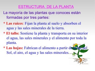ESTRUCTURA DE LA PLANTA La mayoría de las plantas que conoces están formadas por tres partes: * Las raíces : Fijan la planta al suelo y absorben el agua y las sales minerales de la tierra. * El tallo: Sostiene la planta y transporta en su interior el agua, las sales minerales y el alimento por toda la planta. * Las hojas: Fabrican el alimento a partir de la luz del Sol, el aire, el agua y las sales minerales .