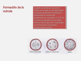 EEll cciiggoottoo ssee ddiivviiddee ppoorr ssuucceessiivvaass 
mmiittoossiiss eenn llaass qquuee ssee vvaann aalltteerrnnaannddoo 
llooss ppllaannooss ddee ddiivviissiióónn mmeerriiddiiaannooss yy 
llaattiittuuddiinnaalleess EEll nnúúmmeerroo ddee 
bbllaassttóómmeerrooss vvaa ccrreecciieennddoo:: 22,, 44,, 88,, 1166,, 
3322.. ÉÉssttooss ssee aaggrruuppaann eenn uunnaa mmaassaa 
eessfféérriiccaa mmaacciizzaa qquuee,, ppoorr ssuu ppaarreecciiddoo 
ccoonn eell ffrruuttoo ddee llaa zzaarrzzaammoorraa,, 
ddeennoommiinnaammooss mmóórruullaa.. 
El cigoto se ddiivviiddee ppoorr ssuucceessiivvaass 
mmiittoossiiss eenn llaass qquuee ssee vvaann aalltteerrnnaannddoo 
llooss ppllaannooss ddee ddiivviissiióónn mmeerriiddiiaannooss yy 
llaattiittuuddiinnaalleess EEll nnúúmmeerroo ddee 
bbllaassttóómmeerrooss vvaa ccrreecciieennddoo:: 22,, 44,, 88,, 1166,, 
3322.. ÉÉssttooss ssee aaggrruuppaann eenn uunnaa mmaassaa 
eessfféérriiccaa mmaacciizzaa qquuee,, ppoorr ssuu ppaarreecciiddoo 
ccoonn eell ffrruuttoo ddee llaa zzaarrzzaammoorraa,, 
ddeennoommiinnaammooss mmóórruullaa.. 
 