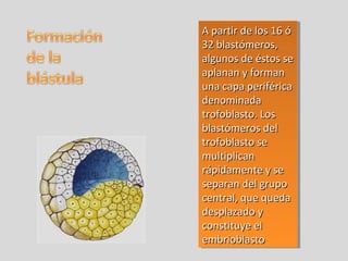 AA ppaarrttiirr ddee llooss 1166 óó 
3322 bbllaassttóómmeerrooss,, 
aallgguunnooss ddee ééssttooss ssee 
aappllaannaann yy ffoorrmmaann 
uunnaa ccaappaa ppeerriifféérriiccaa 
ddeennoommiinnaaddaa 
ttrrooffoobbllaassttoo.. LLooss 
bbllaassttóómmeerrooss ddeell 
ttrrooffoobbllaassttoo ssee 
mmuullttiipplliiccaann 
rrááppiiddaammeennttee yy ssee 
sseeppaarraann ddeell ggrruuppoo 
cceennttrraall,, qquuee qquueeddaa 
ddeessppllaazzaaddoo yy 
ccoonnssttiittuuyyee eell 
eemmbbrriioobbllaassttoo 
AA ppaarrttiirr ddee llooss 1166 óó 
3322 bbllaassttóómmeerrooss,, 
aallgguunnooss ddee ééssttooss ssee 
aappllaannaann yy ffoorrmmaann 
uunnaa ccaappaa ppeerriifféérriiccaa 
ddeennoommiinnaaddaa 
ttrrooffoobbllaassttoo.. LLooss 
bbllaassttóómmeerrooss ddeell 
ttrrooffoobbllaassttoo ssee 
mmuullttiipplliiccaann 
rrááppiiddaammeennttee yy ssee 
sseeppaarraann ddeell ggrruuppoo 
cceennttrraall,, qquuee qquueeddaa 
ddeessppllaazzaaddoo yy 
ccoonnssttiittuuyyee eell 
eemmbbrriioobbllaassttoo 
 