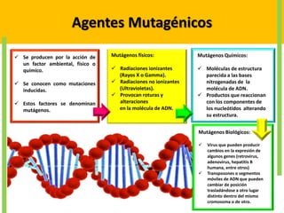 Agentes Mutagénicos
 Se producen por la acción de
un factor ambiental, físico o
químico.
 Se conocen como mutaciones
inducidas.
 Estos factores se denominan
mutágenos.
Mutágenos físicos:
 Radiaciones ionizantes
(Rayos X o Gamma).
 Radiaciones no ionizantes
(Ultravioletas).
 Provocan roturas y
alteraciones
en la molécula de ADN.
Mutágenos Químicos:
 Moléculas de estructura
parecida a las bases
nitrogenadas de la
molécula de ADN.
 Productos que reaccionan
con los componentes de
los nucleótidos alterando
su estructura.
Mutágenos Biológicos:
 Virus que pueden producir
cambios en la expresión de
algunos genes (retrovirus,
adenovirus, hepatitis B
humana, entre otros)
 Transposones o segmentos
móviles de ADN que pueden
cambiar de posición
trasladándose a otro lugar
distinto dentro del mismo
cromosoma o de otro.
 