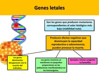 Genes letales
Son los genes que producen mutaciones
correspondientes al valor biológico más
bajo (viabilidad nula).
Producen efectos negativos que
disminuyen la capacidad
reproductiva o sobrevivencia,
pueden provocar la muerte.
Los genes
dominantes
desaparecen con la
muerte del
individuo.
Los genes recesivos se
mantienen en pequeñas
proporciones en las
poblaciones manifestándose en
los homocigotos.
Ejemplos: Ictiosis congénita
La hemofilia
 