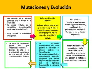 Mutaciones y Evolución
 Los cambios en el material
genético son el motor de la
evolución.
 La unidad evolutiva es la
variabilidad (recombinación
genética y las mutaciones).
 Estos factores se denominan
mutágenos.
La Recombinación
Genética
Es la reordenación de los
genes de una población
traduciéndose en nuevos
genotipos pero no de
material hereditario
nuevo.
La Mutación
Permite la aparición de
material genético nuevo,
ampliando las
posibilidades biológicas.
Aunque la mayoría son
negativas.
Las mutaciones son
importantes en la
adaptación de una
población a un entorno
nuevo, se favorecen los
que poseen la mutación
adaptativa más favorable.
 Las mutaciones
cromosómicas han hecho
posible la aparición de
diversas cadenas de
hemoglobinas.
 Las mutaciones genómicas
pueden producir vegetales
poliploides que poseen
órganos más desarrollados
que los diploides,
favoreciendo el consumo
humano.
 La unión de cromosomas
posee una gran
importancia evolutiva.
 Ejemplo de ello es el
cromosoma 2 humano que
se cree procede de dos
cromosomas telocéntricos
 