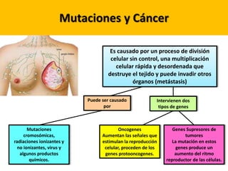 Mutaciones y Cáncer
Es causado por un proceso de división
celular sin control, una multiplicación
celular rápida y desordenada que
destruye el tejido y puede invadir otros
órganos (metástasis)
Mutaciones
cromosómicas,
radiaciones ionizantes y
no ionizantes, virus y
algunos productos
químicos.
Intervienen dos
tipos de genes
Puede ser causado
por
Oncogenes
Aumentan las señales que
estimulan la reproducción
celular, proceden de los
genes protooncogenes.
Genes Supresores de
tumores
La mutación en estos
genes produce un
aumento del ritmo
reproductor de las células.
 