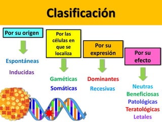 Clasificación
Por su origen Por las
células en
que se
localiza
Por su
expresión Por su
efectoEspontáneas
Inducidas
Gaméticas
Somáticas
Dominantes
Recesivas Neutras
Beneficiosas
Patológicas
Teratológicas
Letales
 