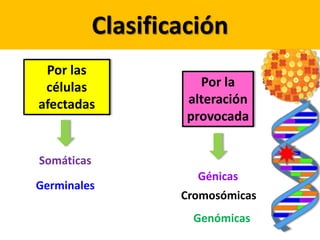 Por las
células
afectadas
Clasificación
Por la
alteración
provocada
Somáticas
Germinales
Génicas
Cromosómicas
Genómicas
 